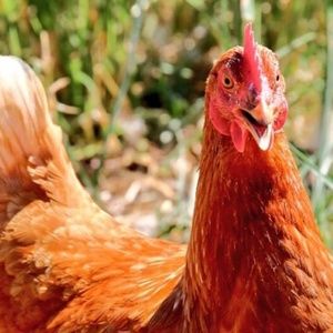 Meet your Posher, Colleen